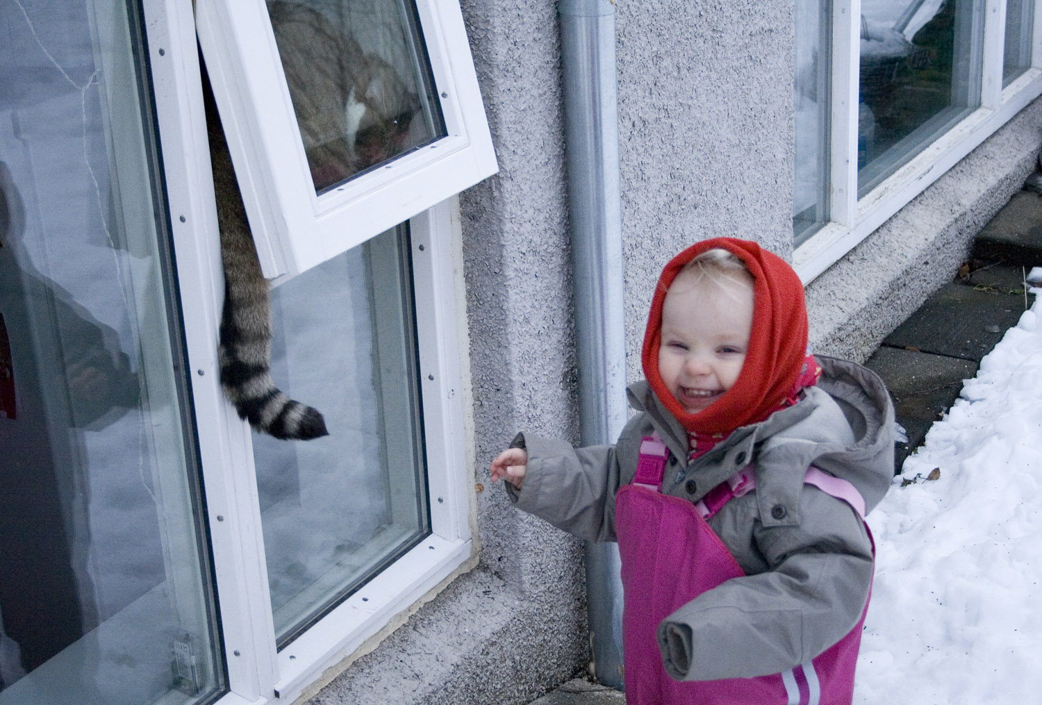 Window cat